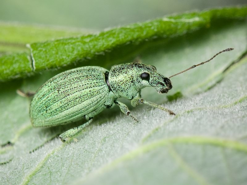 Eusomus ovulum Germar, 1824